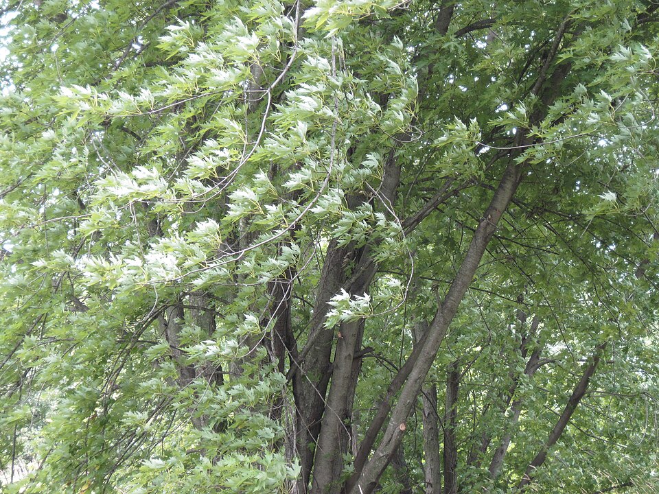 Paltin argintiu (Acer saccharinum)