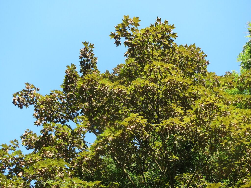 Paltin de munte (Acer pseudoplatanus)