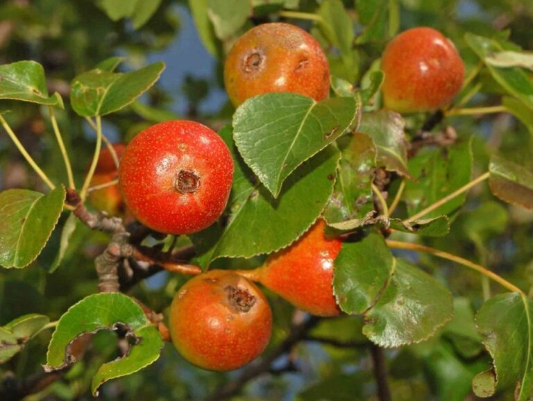 Parul paduret (Pirus piraster)