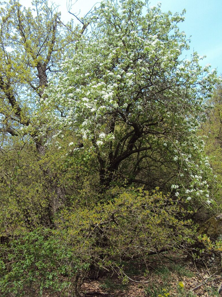 Parul paduret (Pirus piraster)