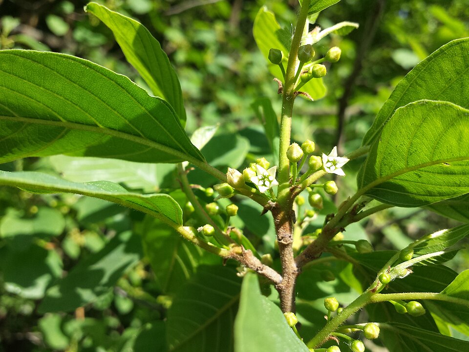 Patachina (Rhamnus frangula)