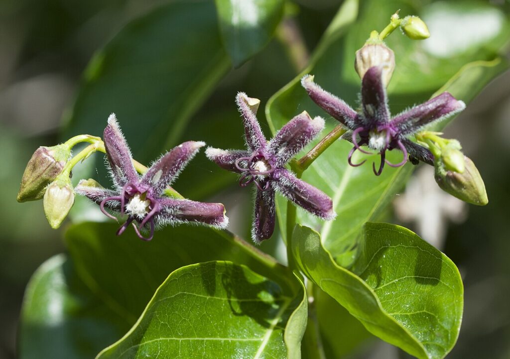 Periplocă (Periploca graeca)