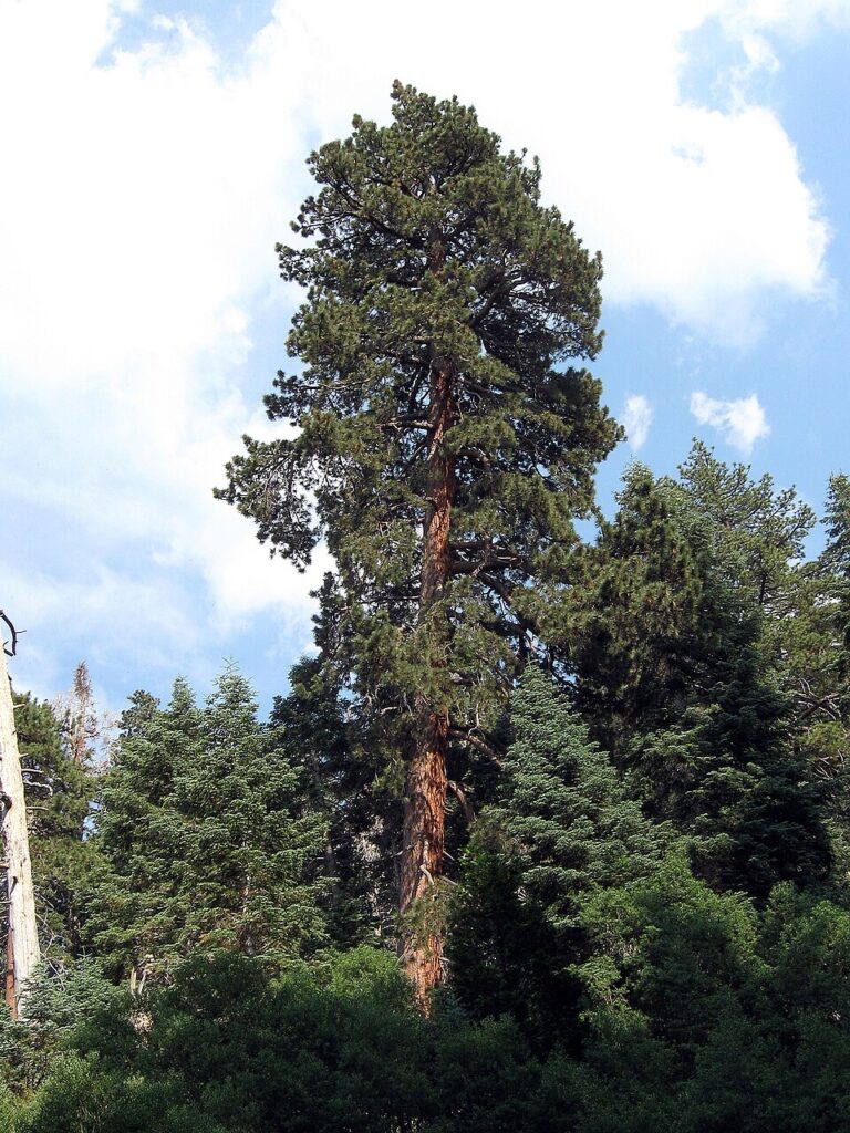 Pin galben (Pinus ponderosa)