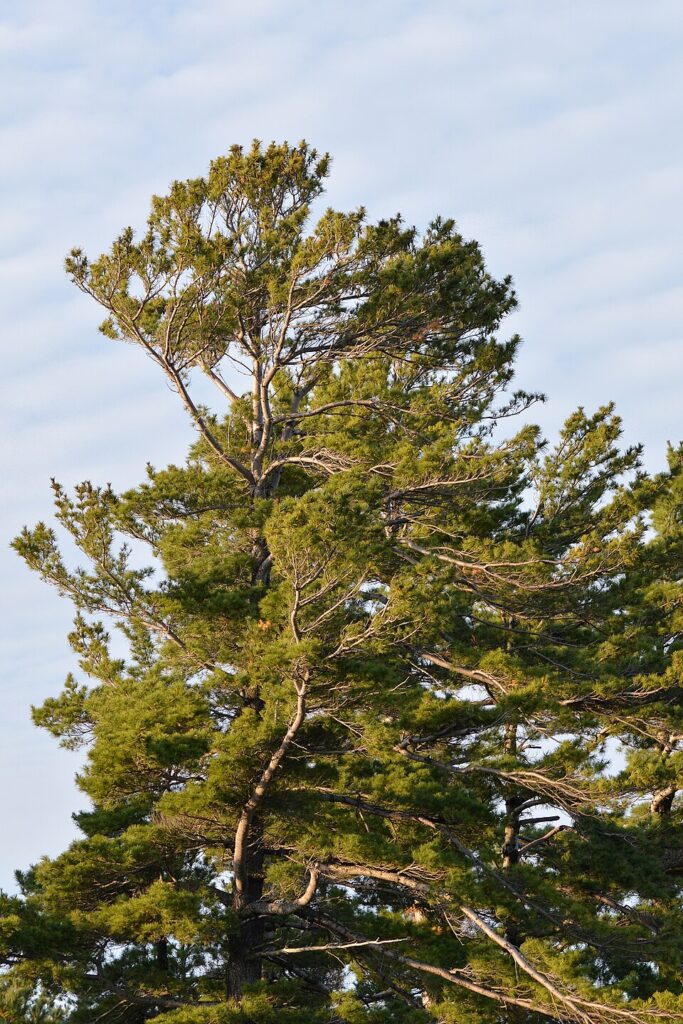 Pin strob (Pinus Strobus)