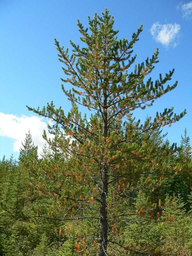 Pinul bancsian (Pinus banksiana)