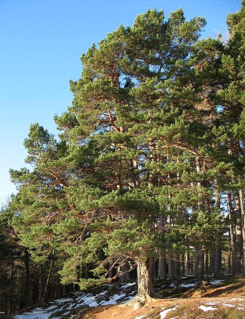 Pinul silvestru (Pinus Sylvestris)
