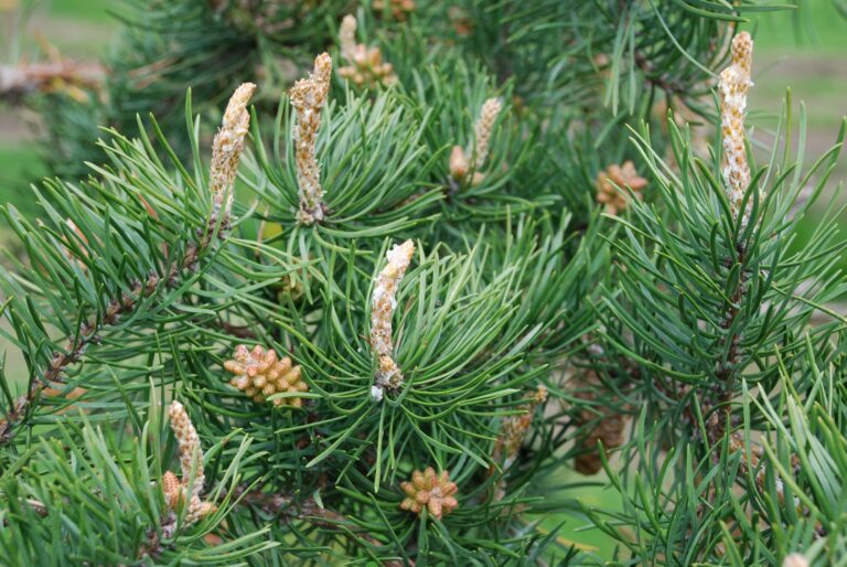 Pinul bancsian (Pinus banksiana)