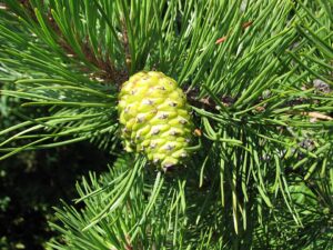 Pinus rigida