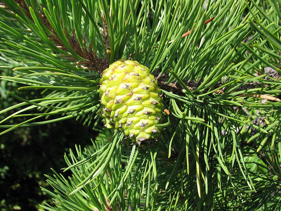 Pinus rigida