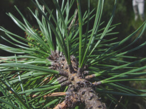 Pinus rigida