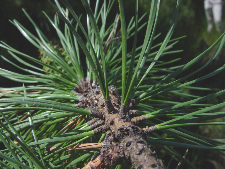 Pinus rigida