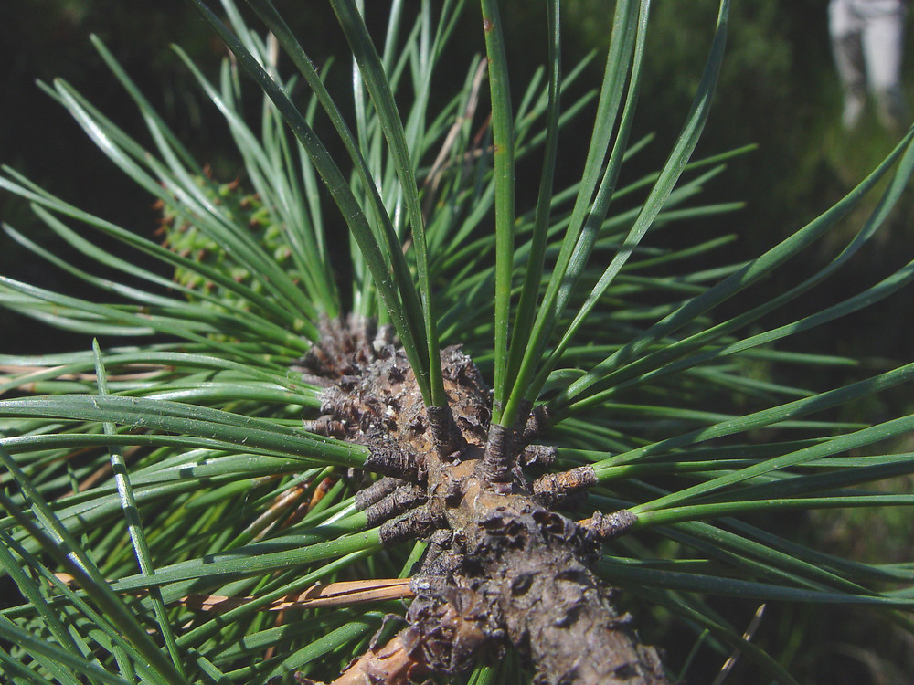 Pinus rigida