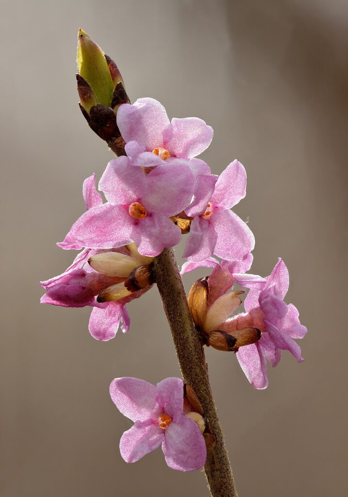 Piperul lupului (Daphne mezereum)