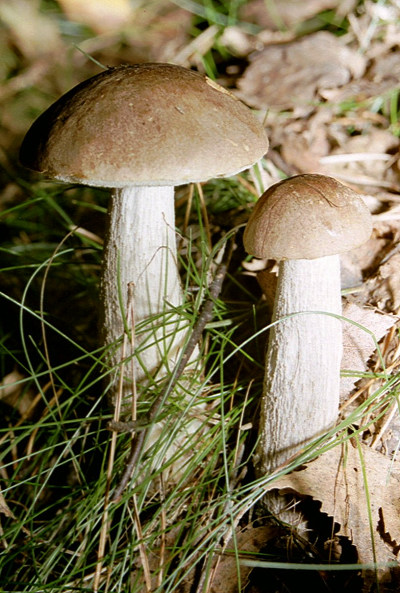 Pitarcă (Leccinum scabrum)