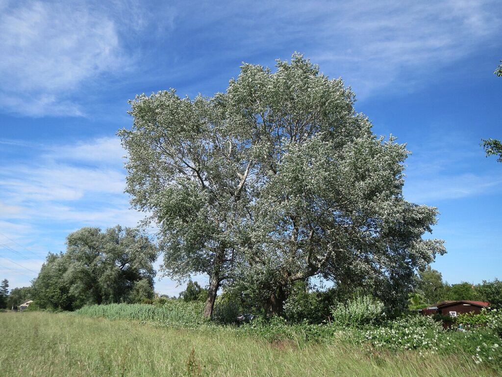 Plopul alb (Populus alba)