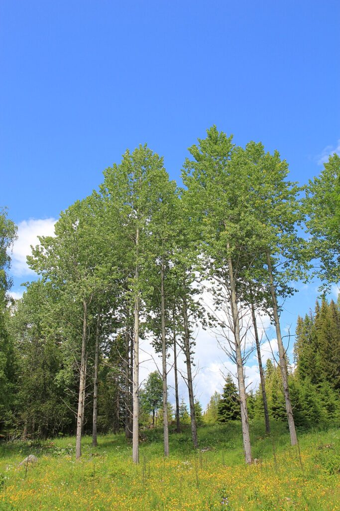 Plopul tremurator (Populus tremula)