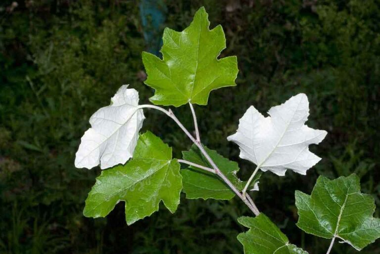 Plopul alb (Populus alba)