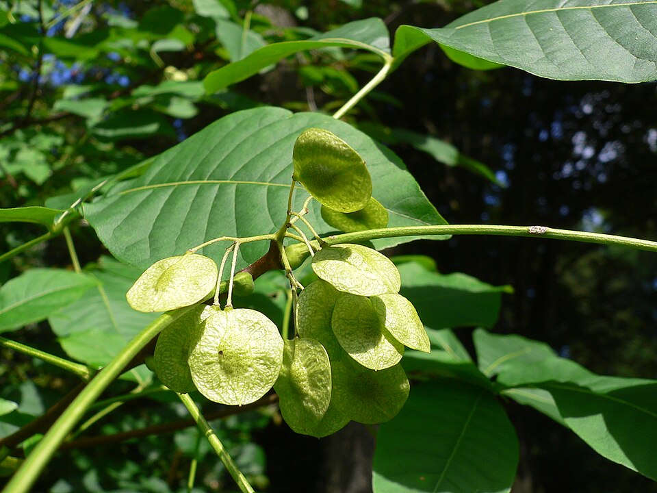 Ptelea (Ptelea trifoliata)
