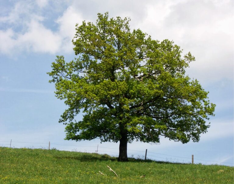 Stejarii (Quercus robur)