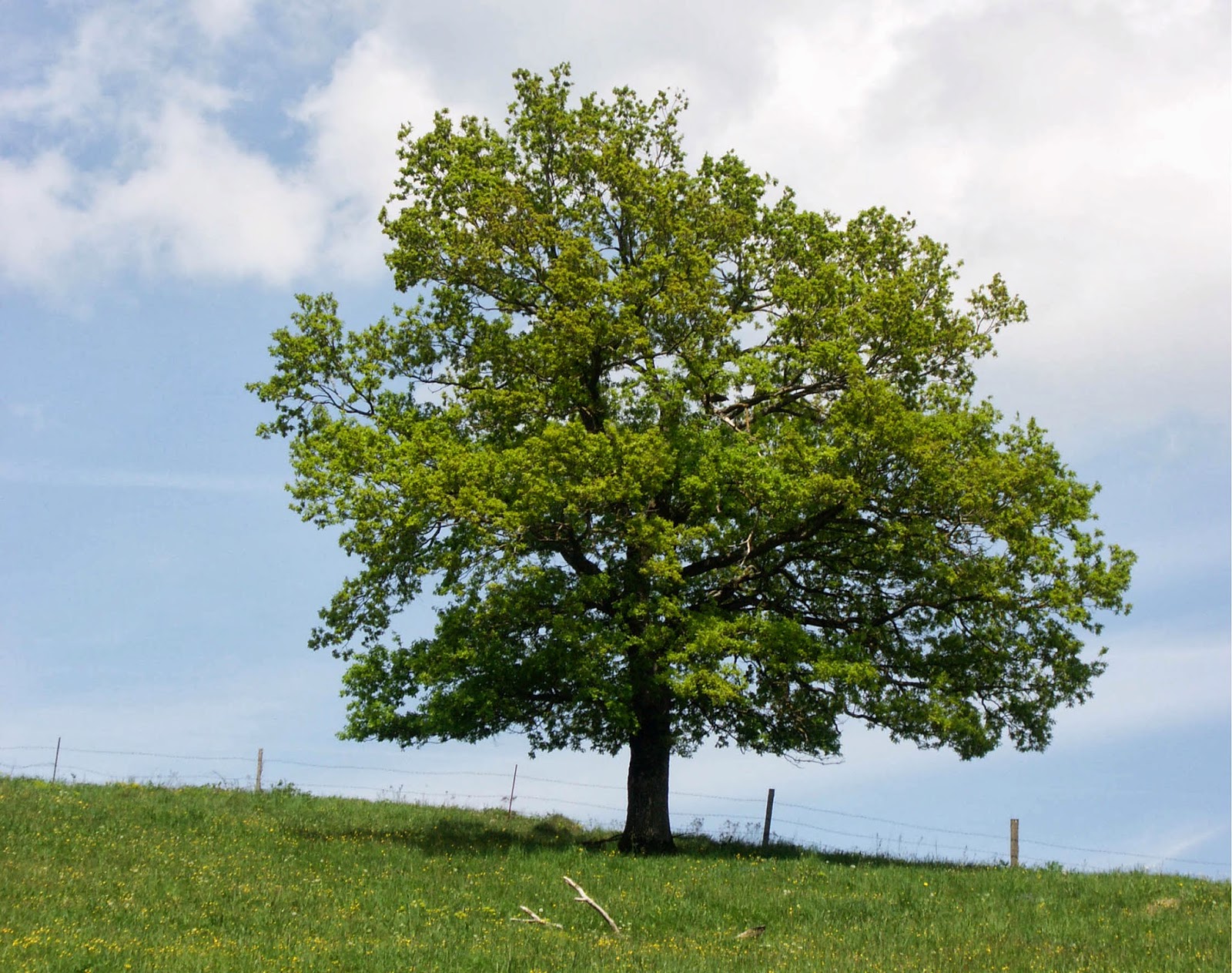 Stejarii (Quercus robur)