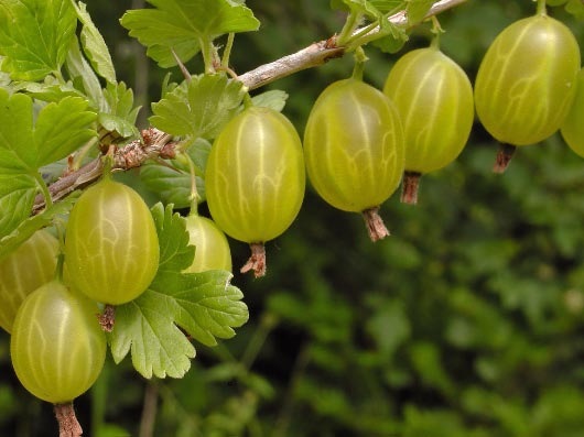 Agrisul (Ribes grossularia)