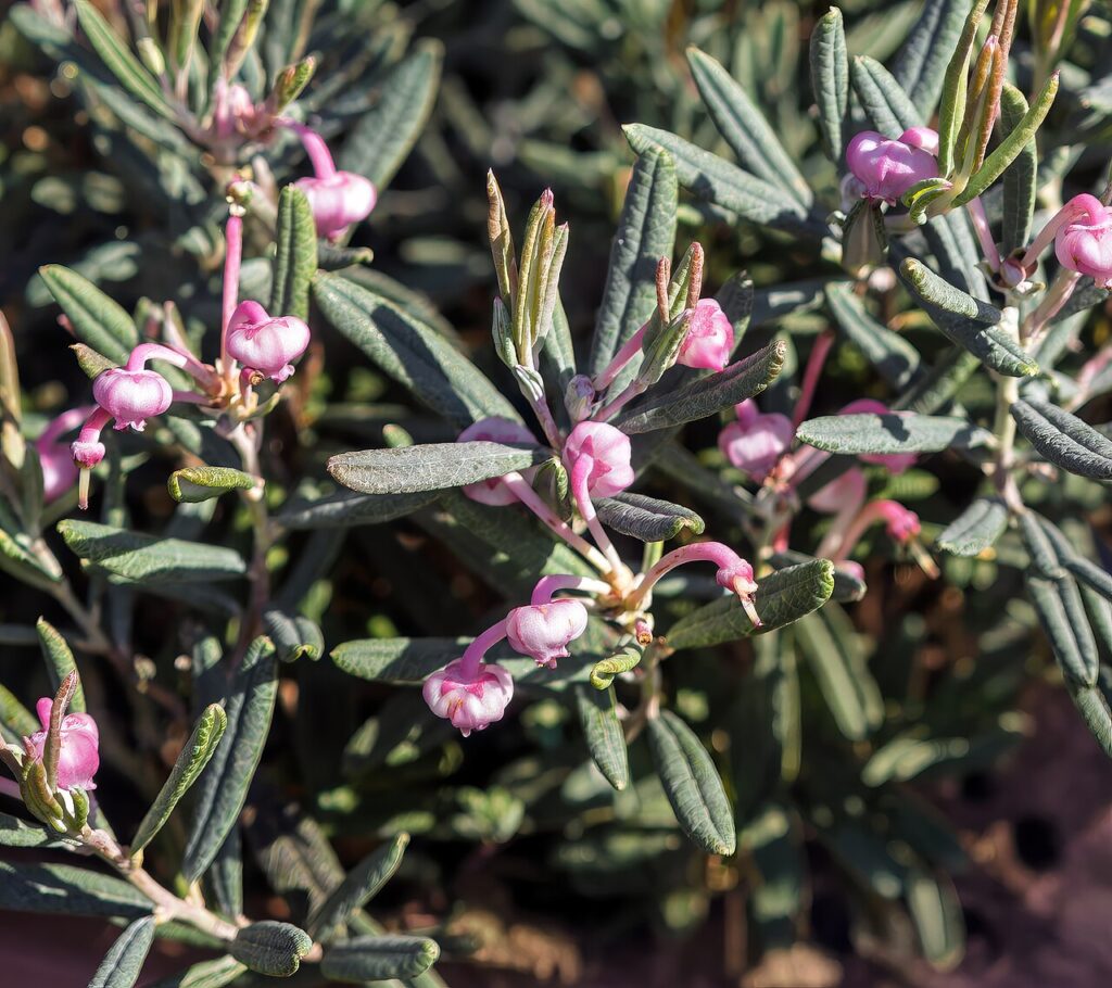 Ruginare (Andromeda polifolia)