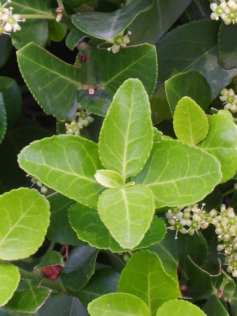 Salbă japoneză (Euonymus japonicus)