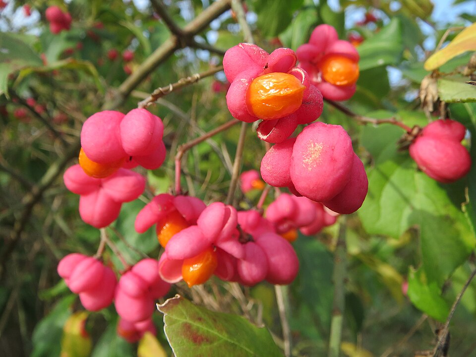 Salba moale (Euonymus europaeus)