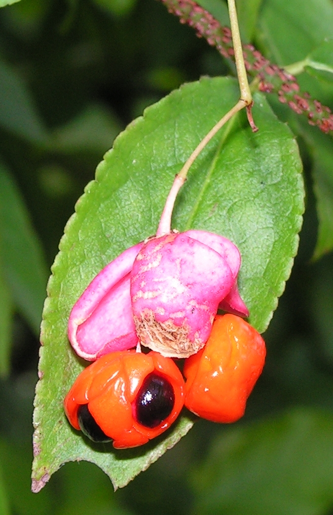 Salba raioasa (Euonymus verrucosus)