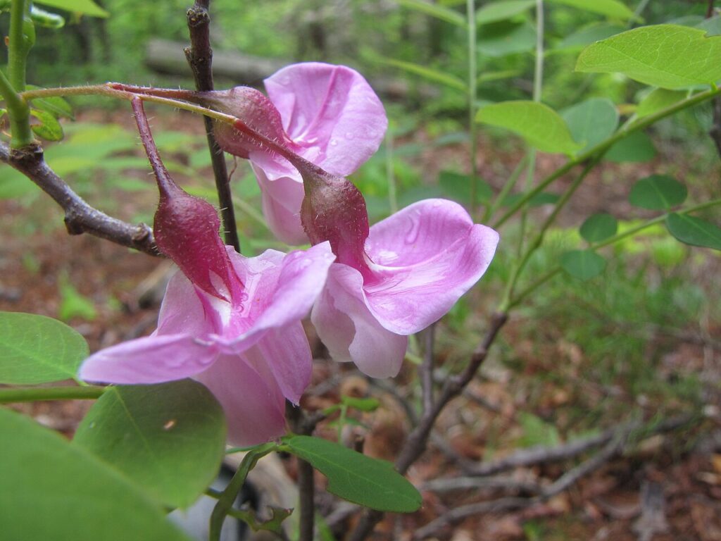 Salcâm roșu (Robinia hispida)