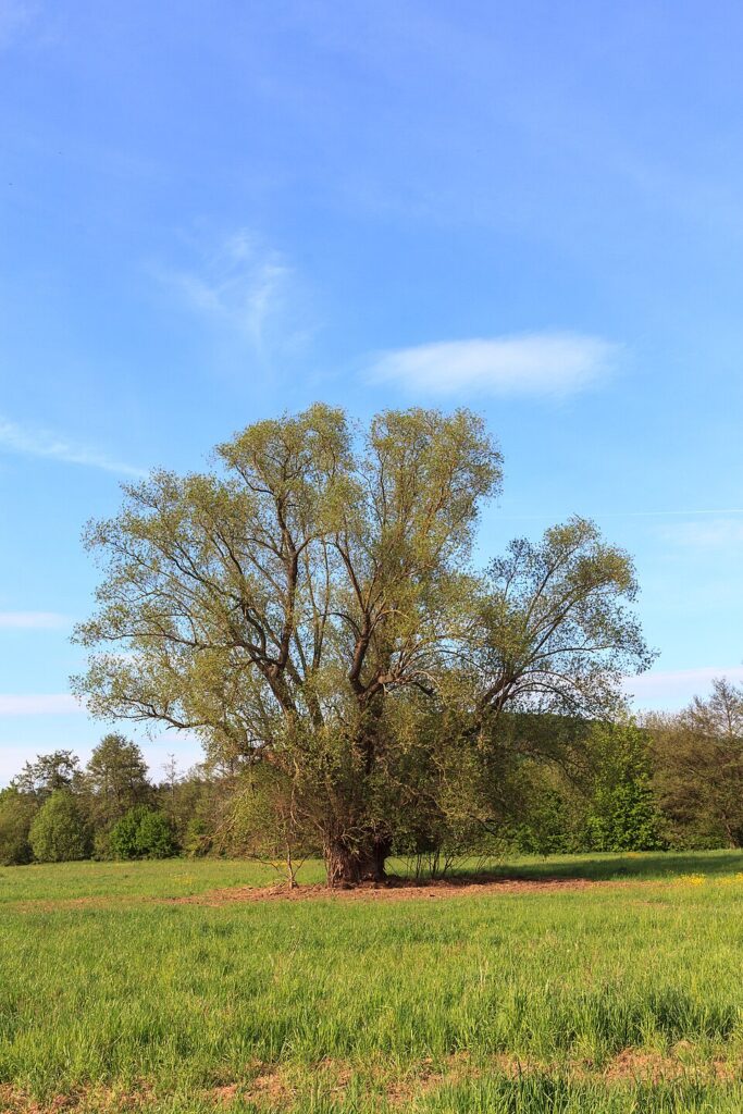 Salcia alba (Salix alba)
