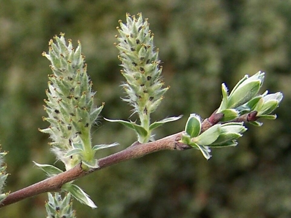 Salcia de nisipuri (Salix rosmarinifolia)