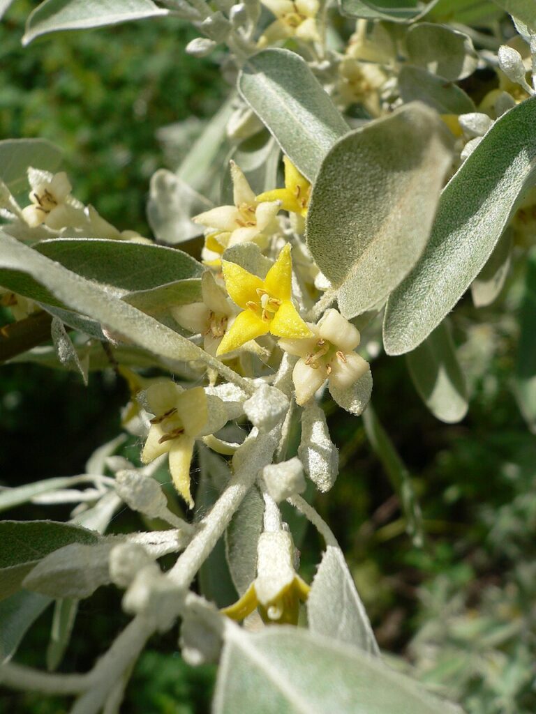 Salcia mirositoare (Elaeagnus angustifolia)