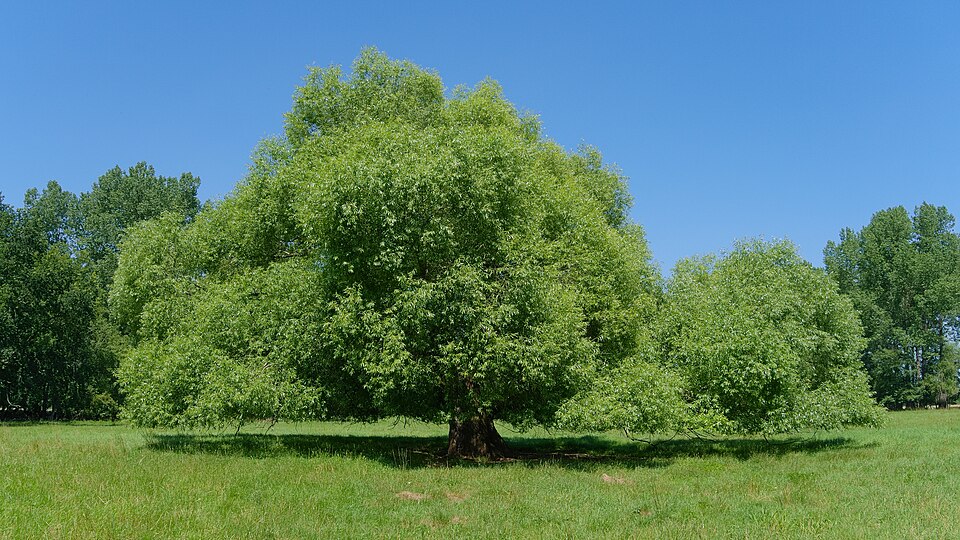 Salcia plesnitoare (Salix fragilis)