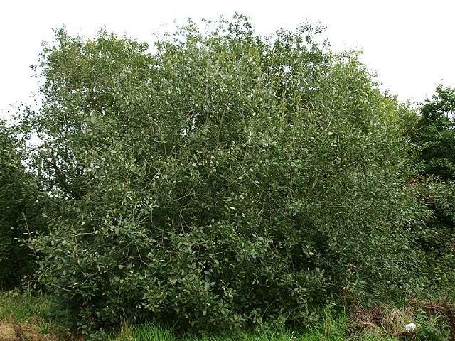 Salcia capreasca (Salix caprea)