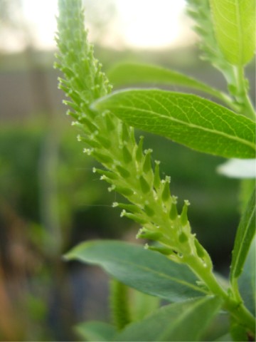 Salcie cu frunze de piersic (Salix triandra)