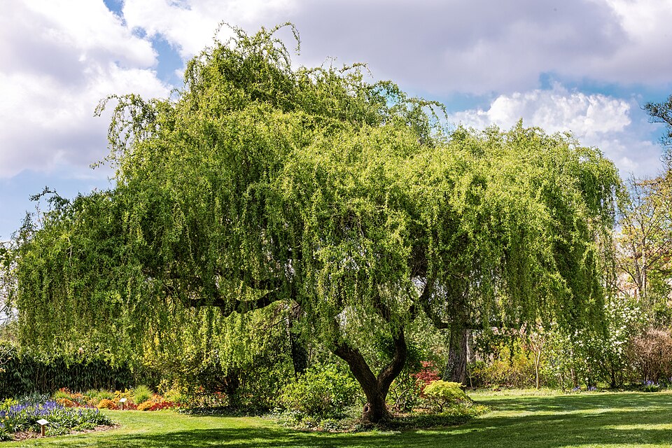 Salcie plângătoare (Salix babylonica)