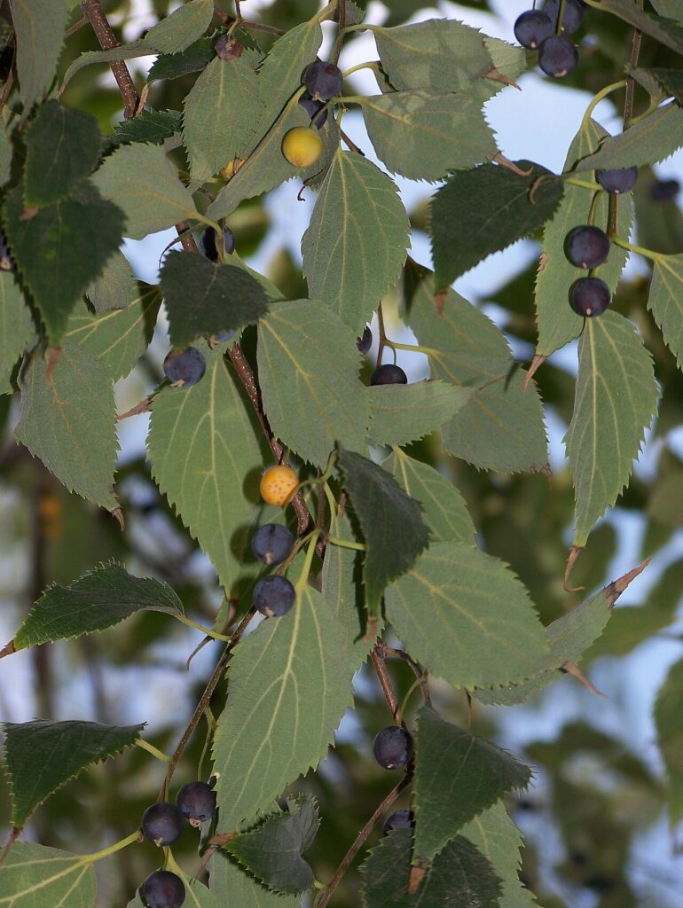 Sambovina (Celtis australis)