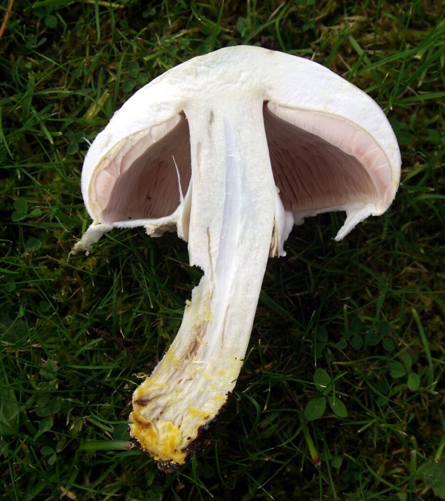 Șampinionul sulfuros (Agaricus xanthodermus)