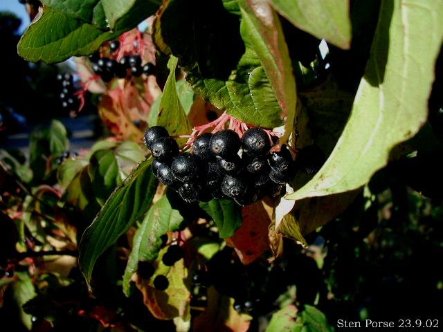 Sanger (Cornus sanguinea)