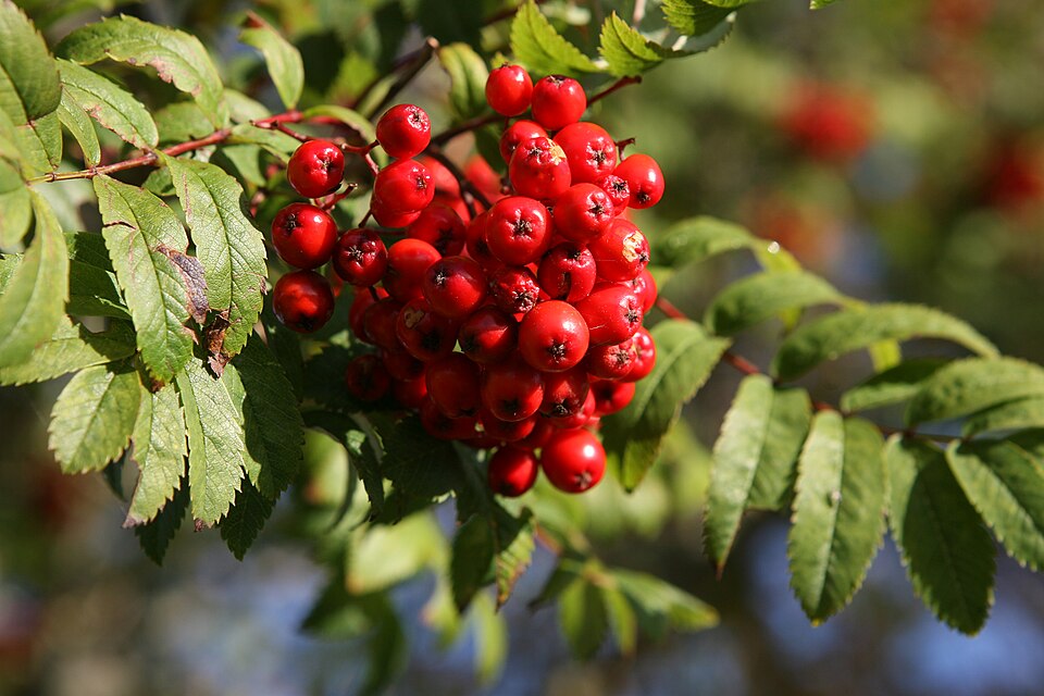 Scorusul de munte (sorbus aucuparia)