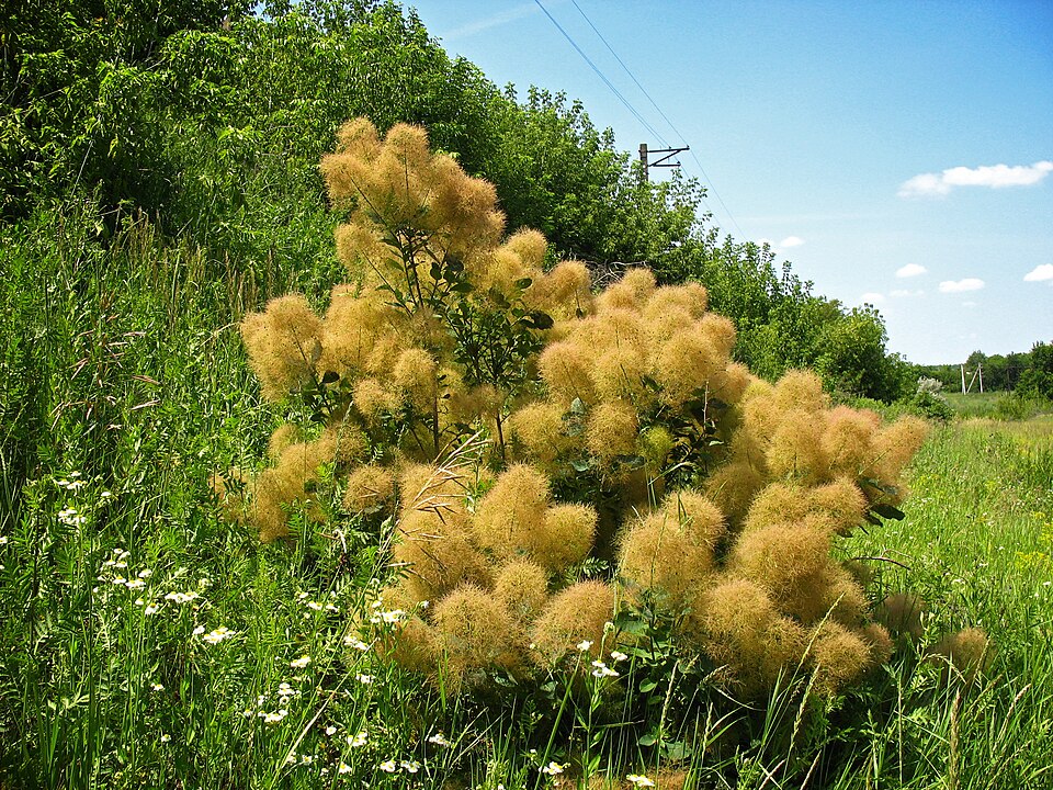 Scumpie (Cotinus coggygria)