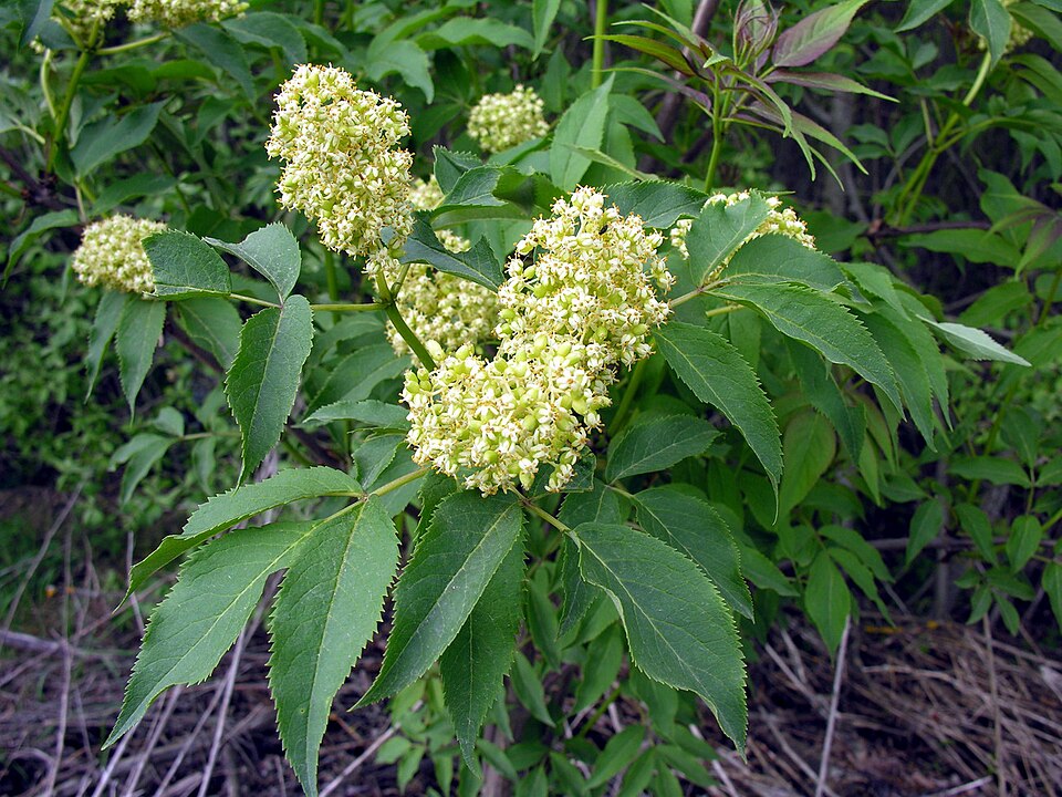 Soc roșu (Sambucus racemosa)