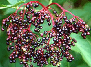 Socul negru (Sambucus nigra)