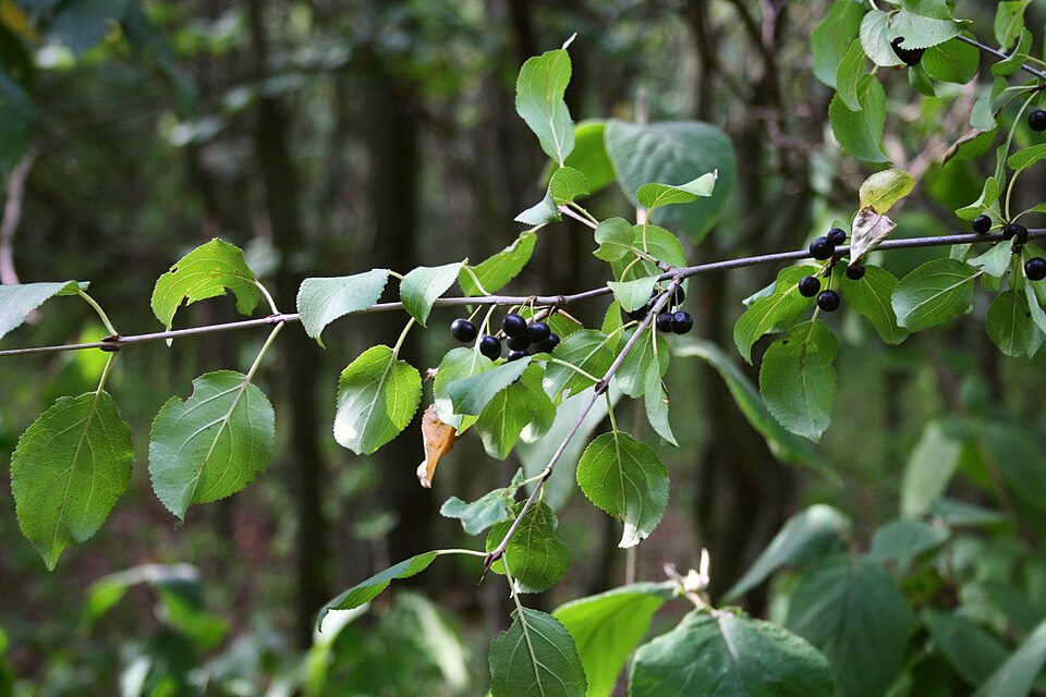 Spinul cerbului (Rhamnus catharctica)