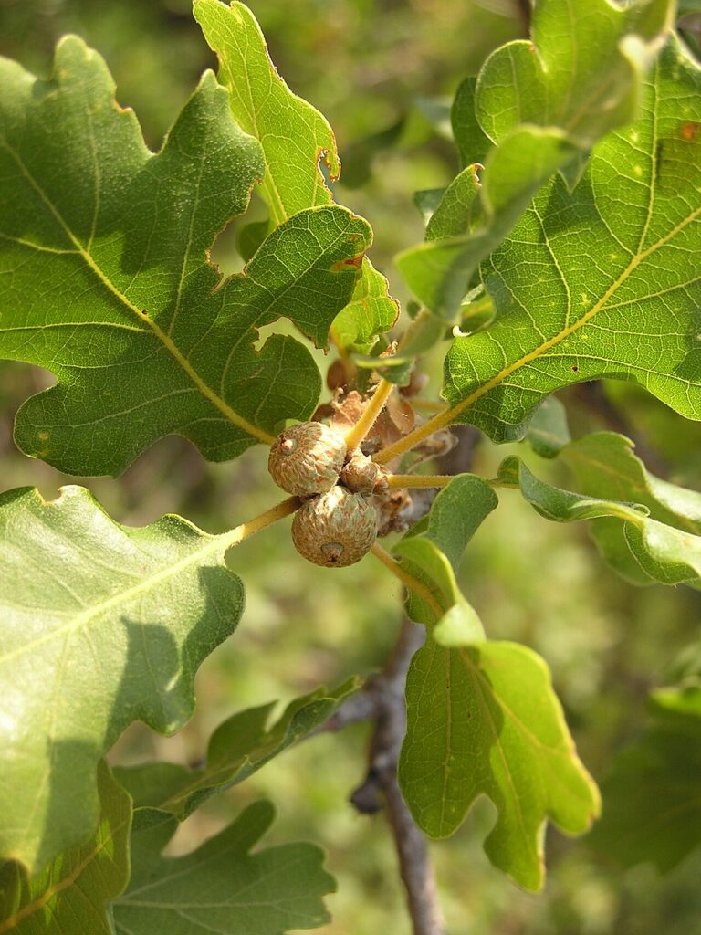 Stejar pufos (Quercus pubescens)