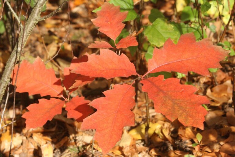 Stejar rosu (Quercus rubra)