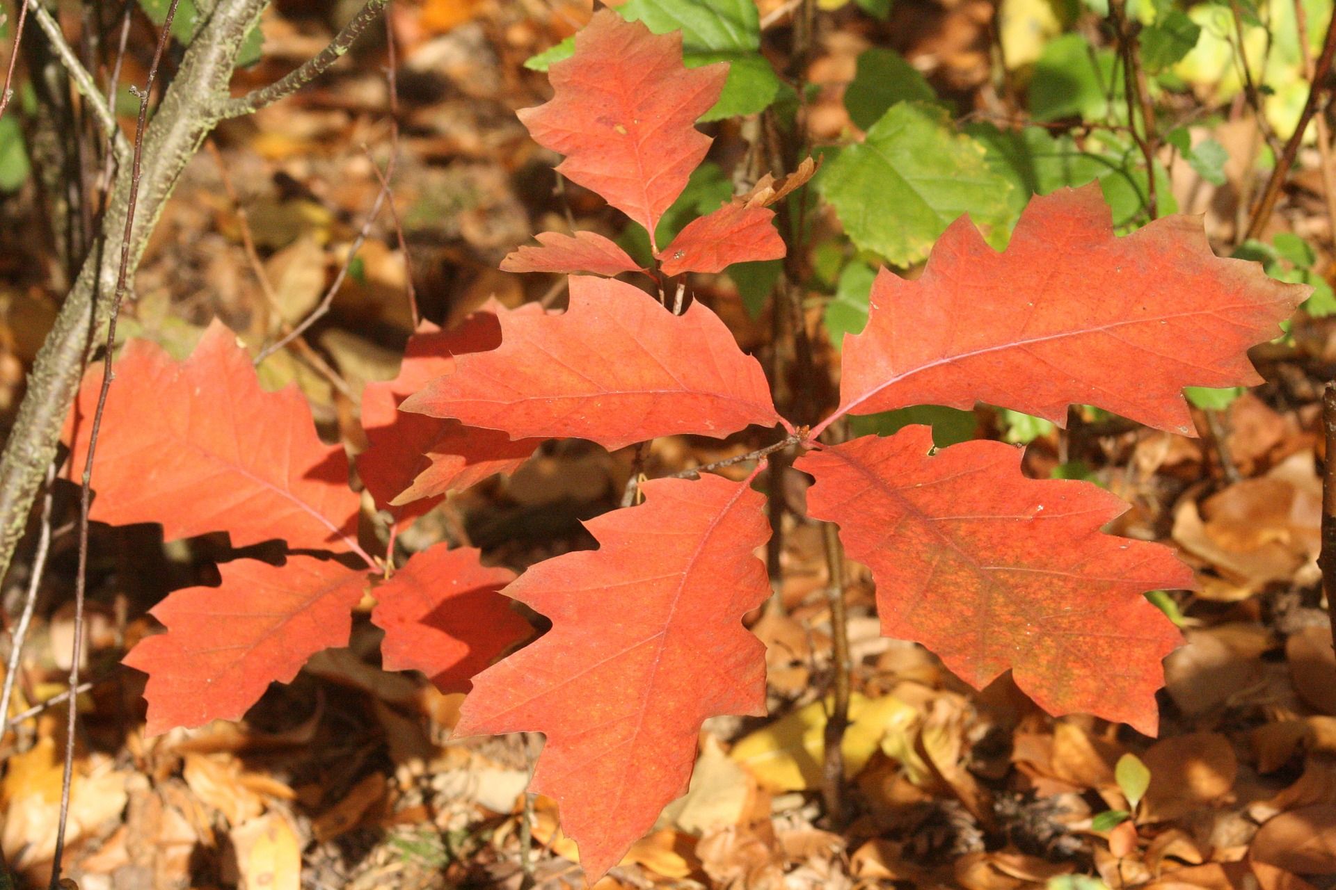 Stejar rosu (Quercus rubra)