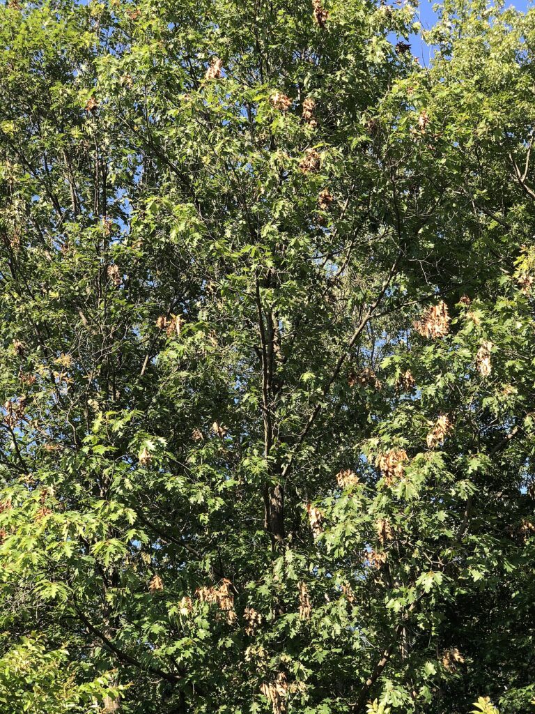 Stejar rosu (Quercus rubra)