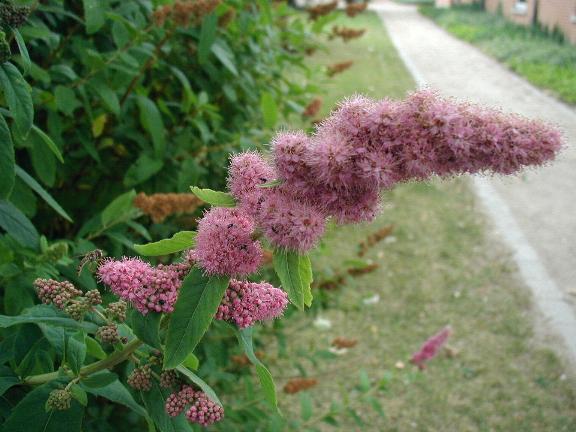 Tăula (Spiraea salicifolia)